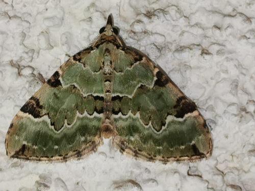 Colostygia pectinataria